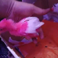 جوجه رنگی دوتاش ۱۰۰