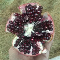 آب انار