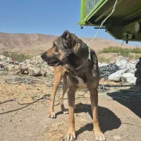 سگ سرابی|سگ|شبستر, |دیوار