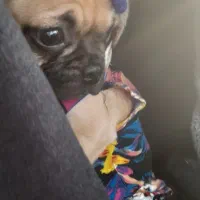 سگ پاگ ۶ ماهه|سگ|قائم‌شهر, |دیوار