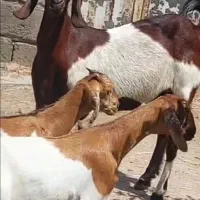 یک عدد بز دوقلو به فروش اوس3ماه