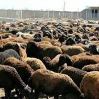 فروش 50 عدد میش غزل نقدی یا معاوضه با سواری