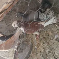 ی نر گرگی وی ماده دم سبز و ی پلاکی وی زرد ماده|پرنده|برخوار, |دیوار