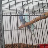 یک جفت مرغ عشق با ۷ جوجه|پرنده|تهران, مینیسیتی (شهرک نفت)|دیوار