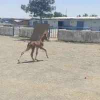 کره نریون شش ماهه خودیورغه