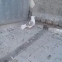 نر پلنگ|پرنده|خرم‌آباد, |دیوار