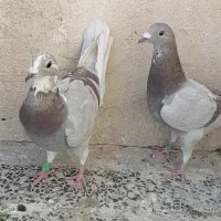 کفتر