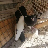 یک جفت خال نر ماده