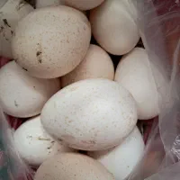 تخم بقلمون نطفه دار محلی