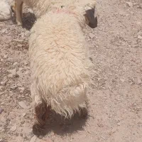 بره نر