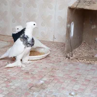 یک جفت کفتر طوقی