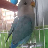 طوطی برزیلی فیشر نر همراه قفس