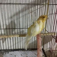 فروش ۳ تا قناری|پرنده|شاهرود, |دیوار