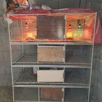 قفس اهنی مرغ و بلدرچین و کبوتر