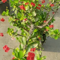 گیاه مرجان|گل و گیاه طبیعی|تهران, عباس‌آباد|دیوار