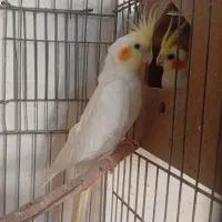 جفت عروس هلندی لوتینو