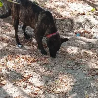 سگ  گمشده سگ مالینویز|حیوانات|ماهدشت, |دیوار