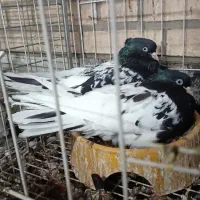 کله سیاه