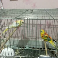 چند نوع پرنده