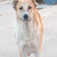 واگذاری توله های سگ نگهبان|سگ|میانه, |دیوار