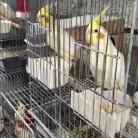 عروس هلندی لوتینو مولد|پرنده|باغستان, |دیوار