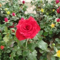 فروش رز هلندی گلدانی با کیفیت