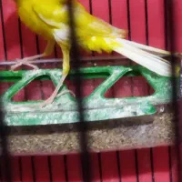 جفت قناری نر ماده|پرنده|اردبیل, |دیوار