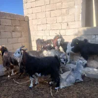 بز داشتی کهره دار