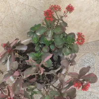 زمین-آینده-دار