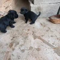 توله