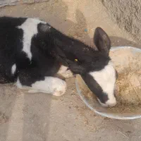 یک راس گوساله نر|حیوانات مزرعه|تاکستان, |دیوار