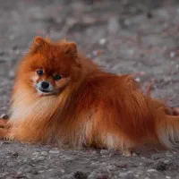 سگ پامرنین|سگ|باغ بهادران, |دیوار