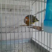 سهره قناری موقوم تهران اوستاد