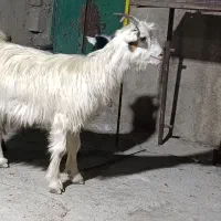 بیگ|حیوانات مزرعه|شوشتر, |دیوار