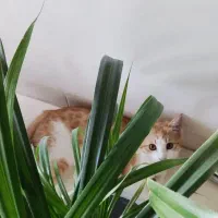 واگذاری رایگان گربه ۷ ماهه