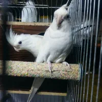 یک جفت عروس هلندی البینو همراه با تخم همراه با قفس