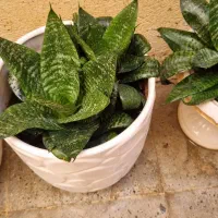 سانسوریا تک رنگ و دو رنگ|گل و گیاه طبیعی|محمدشهر, محمدشهر|دیوار