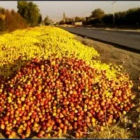 خریدار سیب زیر درختی و درختی