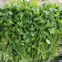 گشنیز گشنیز تازه و درجه یک|خوردنی و آشامیدنی|رامشیر, |دیوار