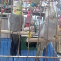 ی جفت عروس هلندی بالوازم