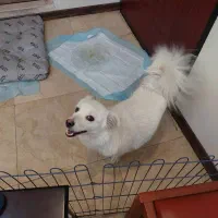 واگذاری سگ اشپیتز تری یر