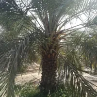 خریدار نخل با ریشه بدون زمین