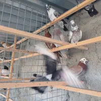 غریب گیری|پرنده|وحیدیه, |دیوار