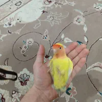 طوطی برزیلی|پرنده|ماهدشت, |دیوار