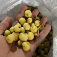 سیسه تازه