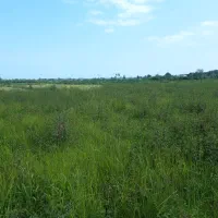 ۲۵۰۰ متر زمین روستایی‌پره‌سر/ متراژ دلخواه/توافقی|فروش زمین و ملک کلنگی|پره‌سر, |دیوار