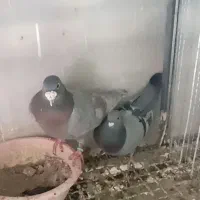 ۳جفت پلاکی عتیقه