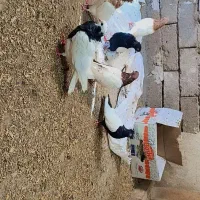 شش تا کبوتر رنگی|پرنده|چهاربرج, |دیوار