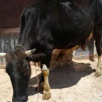 یک عدد گاو باگوساله ی ماده