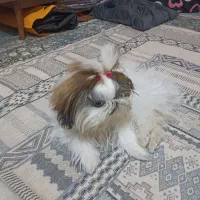 شیتزو بازیگوش فروشی